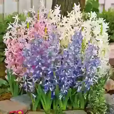 Multiflowering Mixed